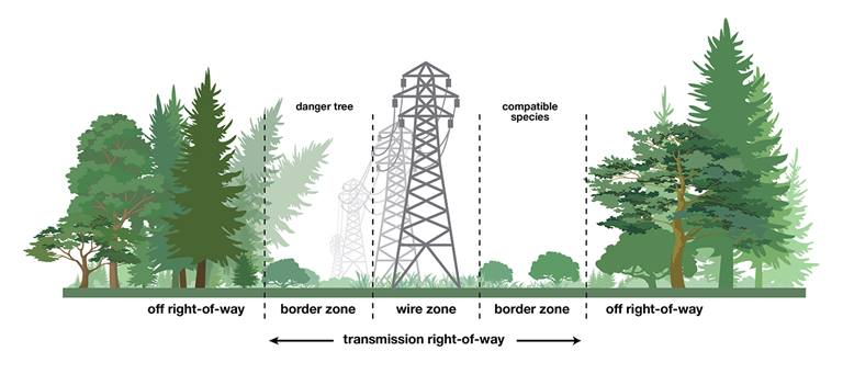 Meet the team preventing power outages one tree at a time 
